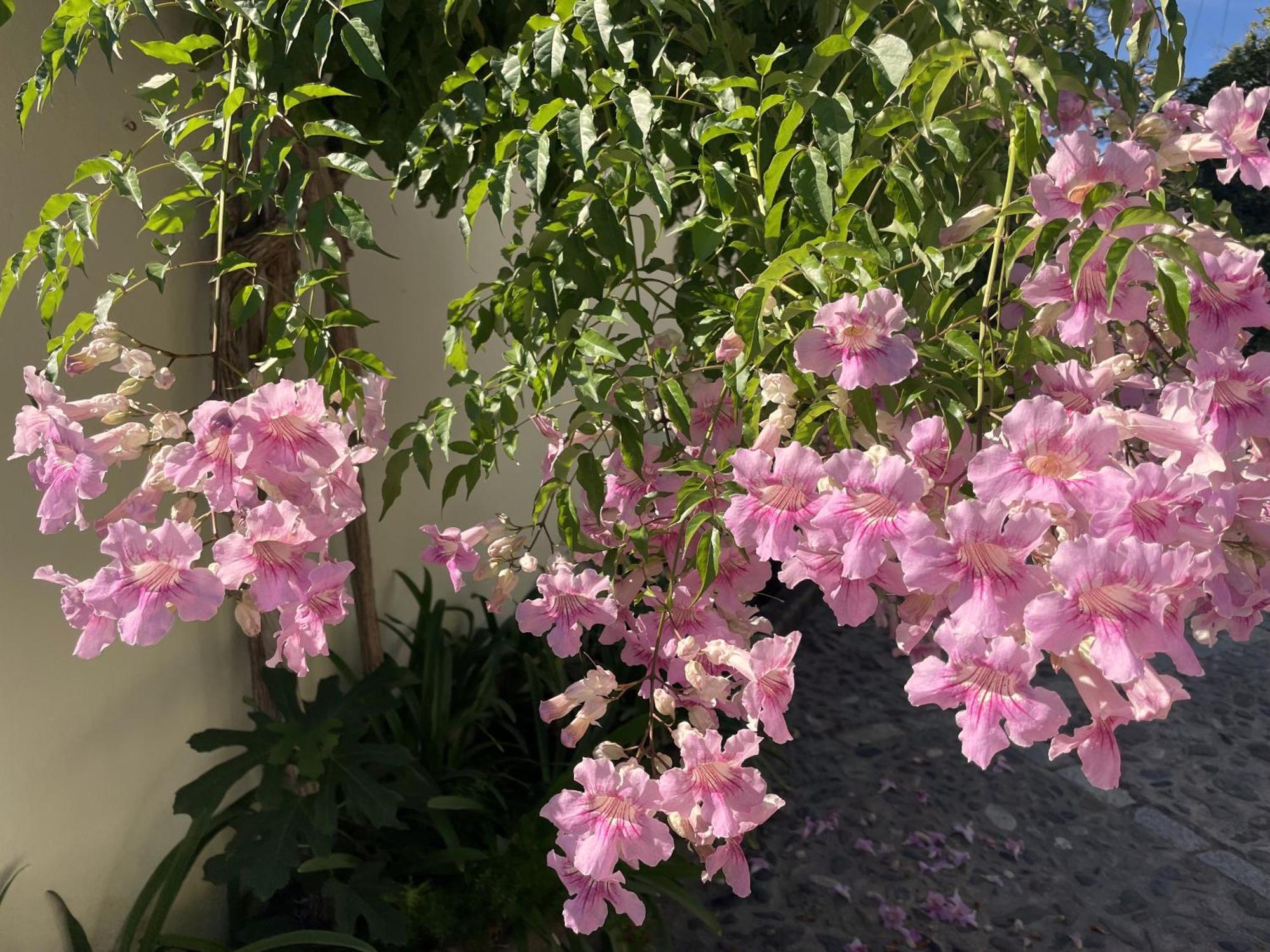 Boutique Hotel Maravilla - Marbella Benahavis Luaran gambar